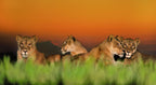 BOTSWANA WILDLIFE EXPLORER
