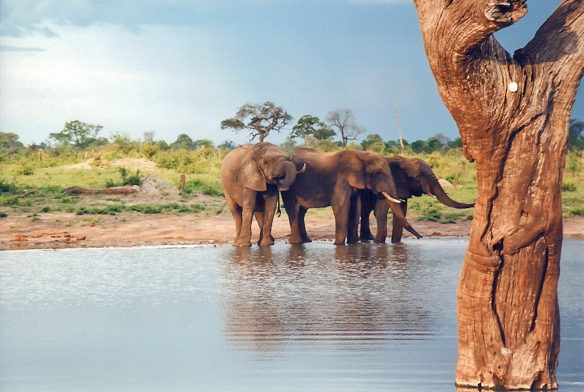 ZAMBEZI GRAND EXPLORER