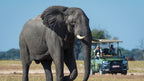 VICTORIA FALLS & HWANGE SAFARI