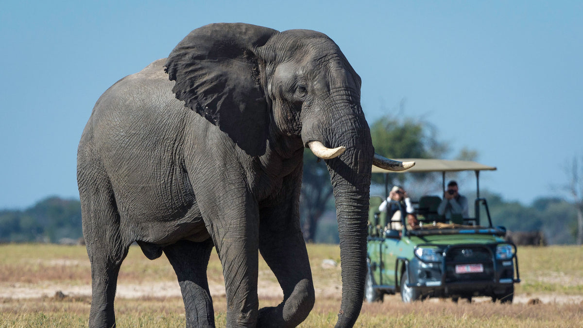 VICTORIA FALLS & HWANGE SAFARI