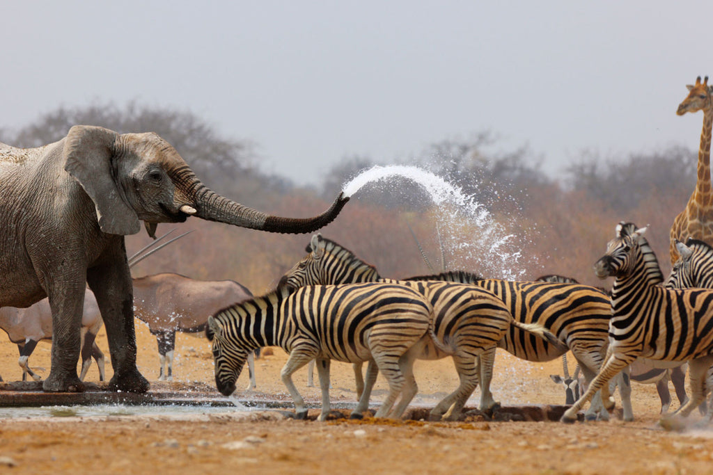 TRANS AFRICA SIGNATURE LODGE SAFARI