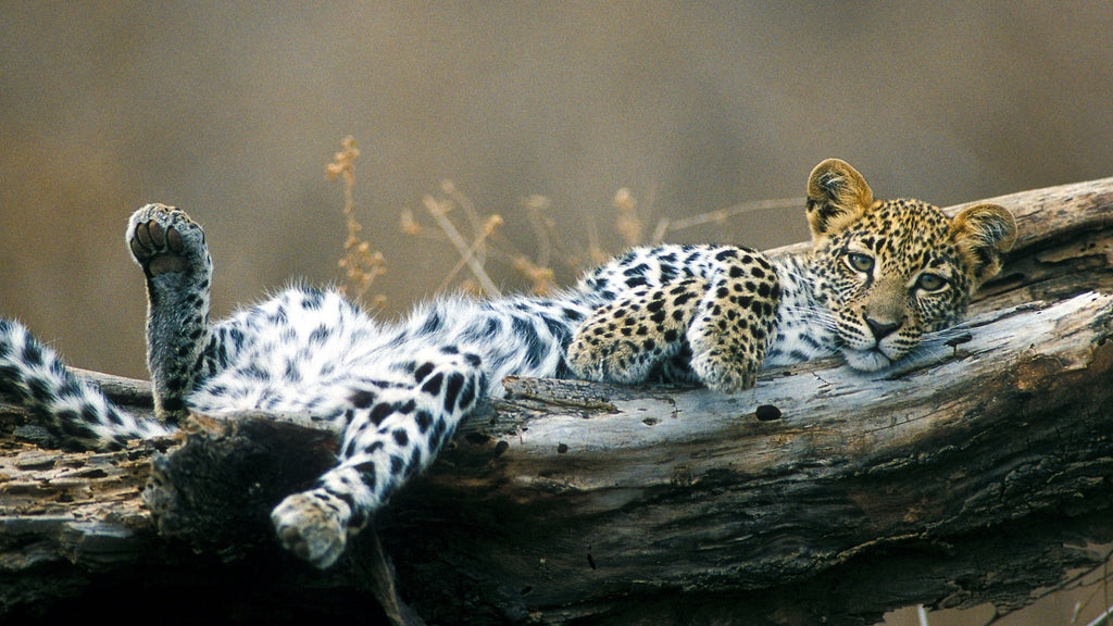 ZAMBEZI & LUANGWA SIGNATURE SAFARI