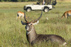 BOTSWANA WILDLIFE EXPLORER