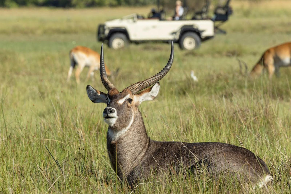 BOTSWANA WILDLIFE EXPLORER