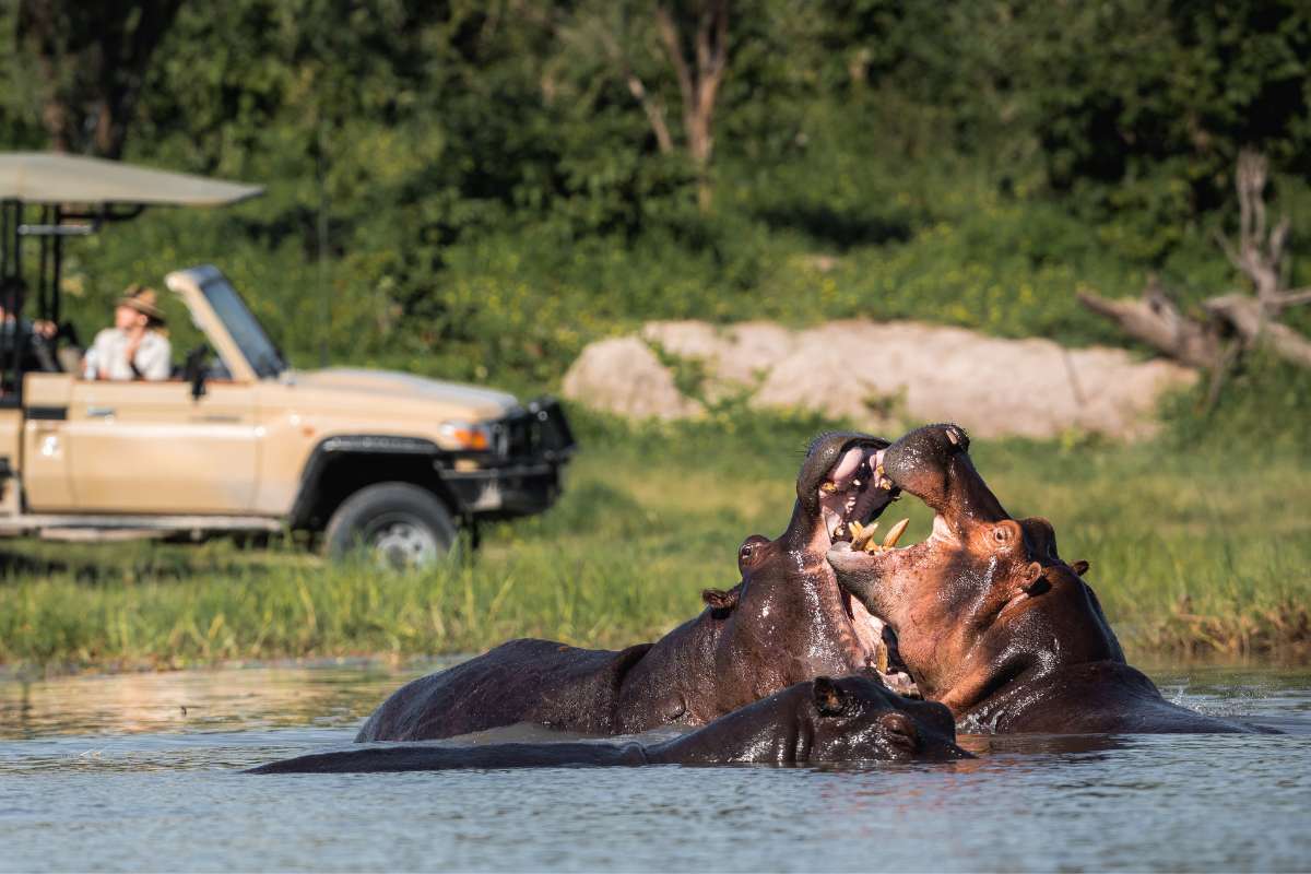 BOTSWANA WILDLIFE EXPLORER