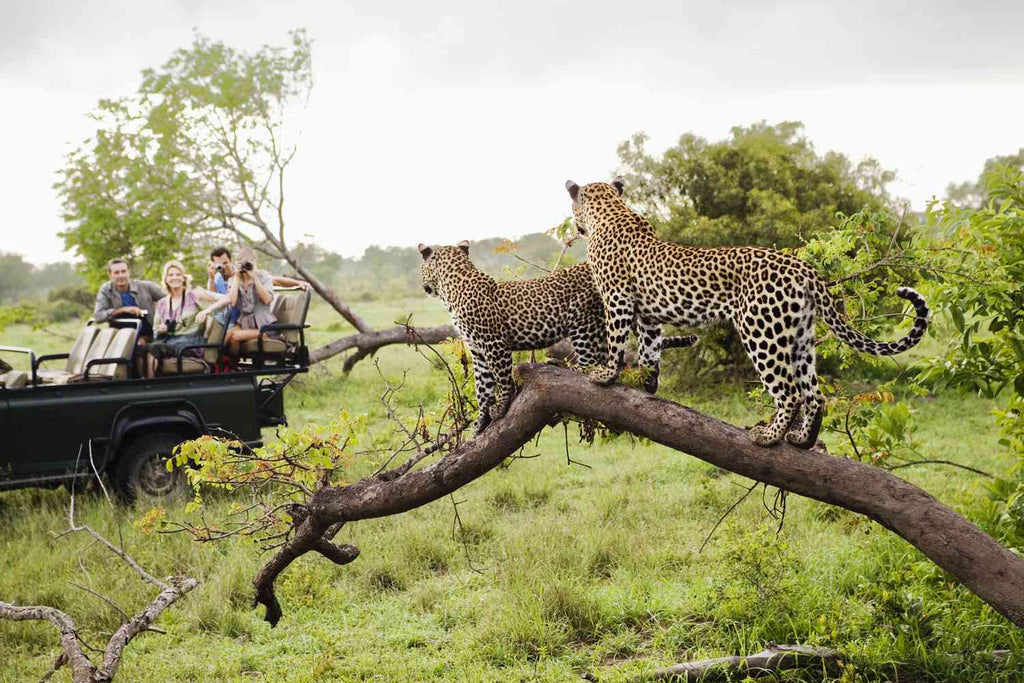 KRUGER & MOZAMBIQUE SAFARI AND BEACH ESCAPE