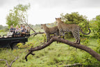KRUGER & MOZAMBIQUE SAFARI AND BEACH ESCAPE