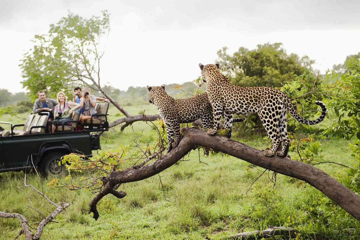 KRUGER & MOZAMBIQUE SAFARI AND BEACH ESCAPE