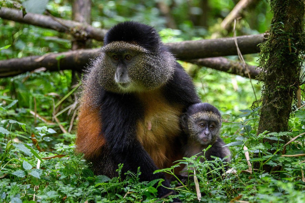 RWANDA GORILLA & RAINFOREST SAFARI