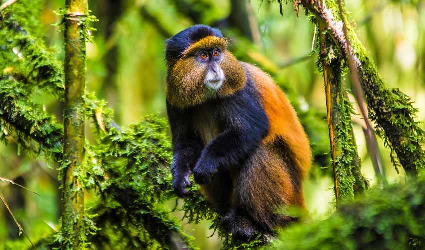 RWANDA GORILLA & RAINFOREST SAFARI