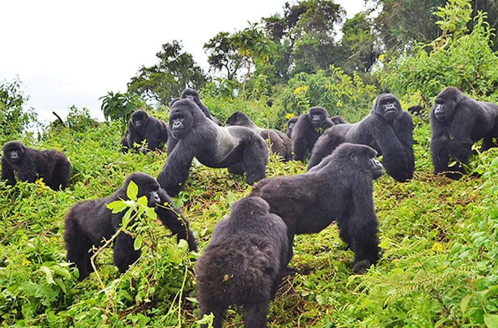 RWANDA GORILLA & RAINFOREST SAFARI