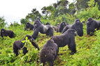 RWANDA GORILLA & RAINFOREST SAFARI