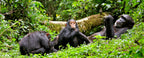 UGANDA GORILLA & WILDLIFE SAFARI