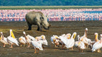 NORTHERN TANZANIA SAFARI EXPERIENCE