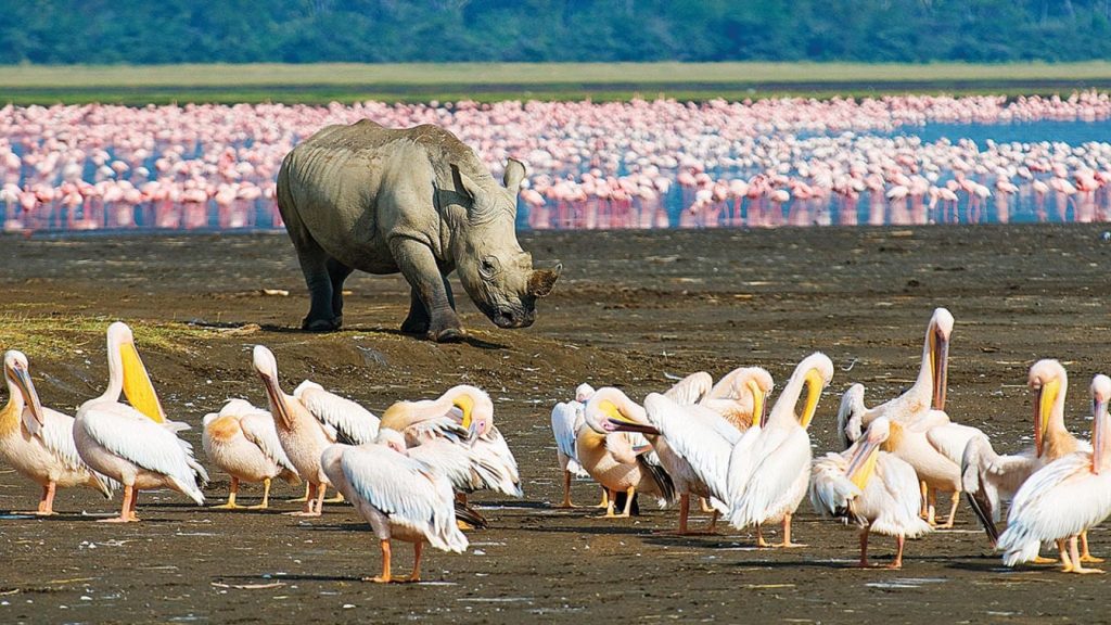 NORTHERN TANZANIA SAFARI EXPERIENCE