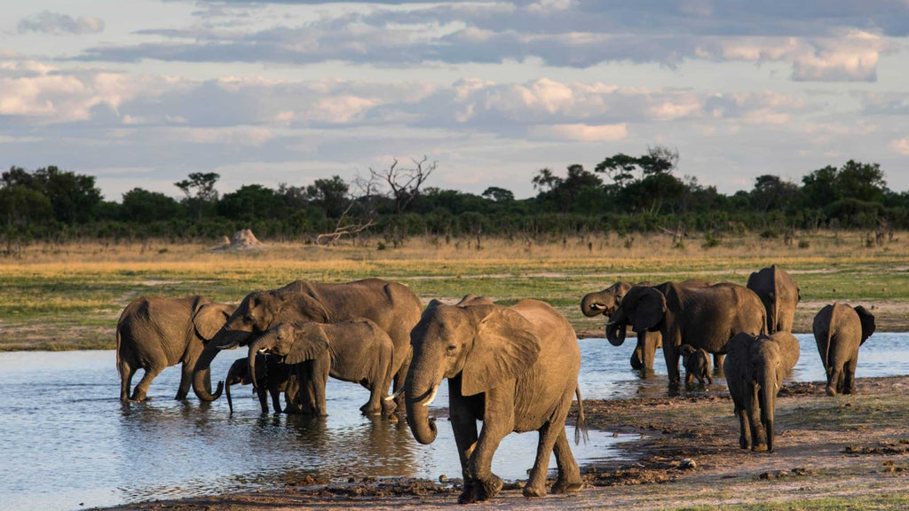 VICTORIA FALLS & HWANGE SAFARI