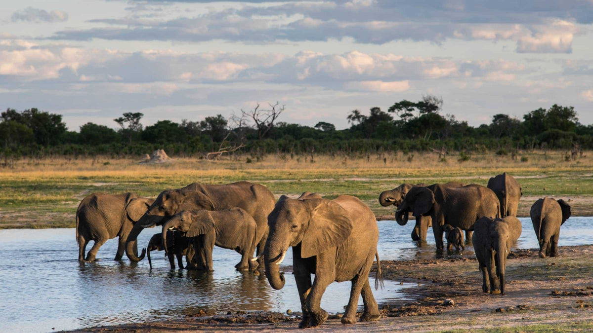 VICTORIA FALLS & HWANGE SAFARI