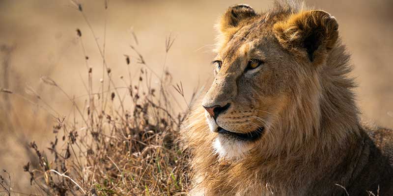 VICTORIA FALLS & HWANGE SAFARI