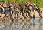 VICTORIA FALLS & HWANGE SAFARI
