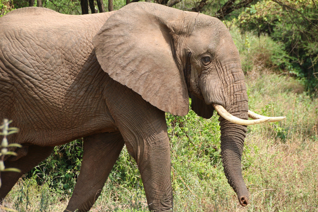KRUGER SIGNATURE EXPERIENCE