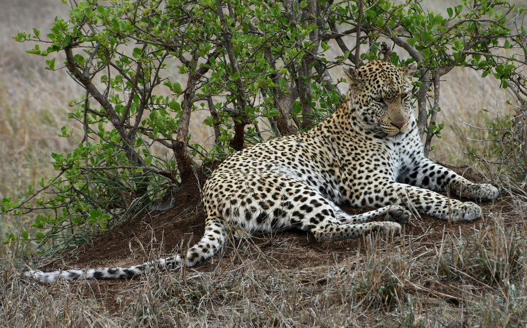KRUGER SIGNATURE EXPERIENCE
