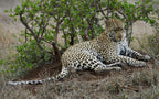 KRUGER SIGNATURE EXPERIENCE