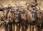 KRUGER SIGNATURE EXPERIENCE