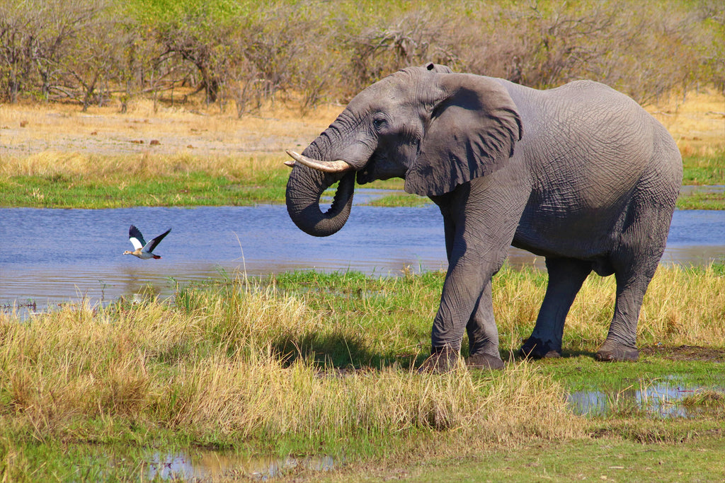 KRUGER SIGNATURE EXPERIENCE