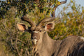KRUGER SIGNATURE EXPERIENCE
