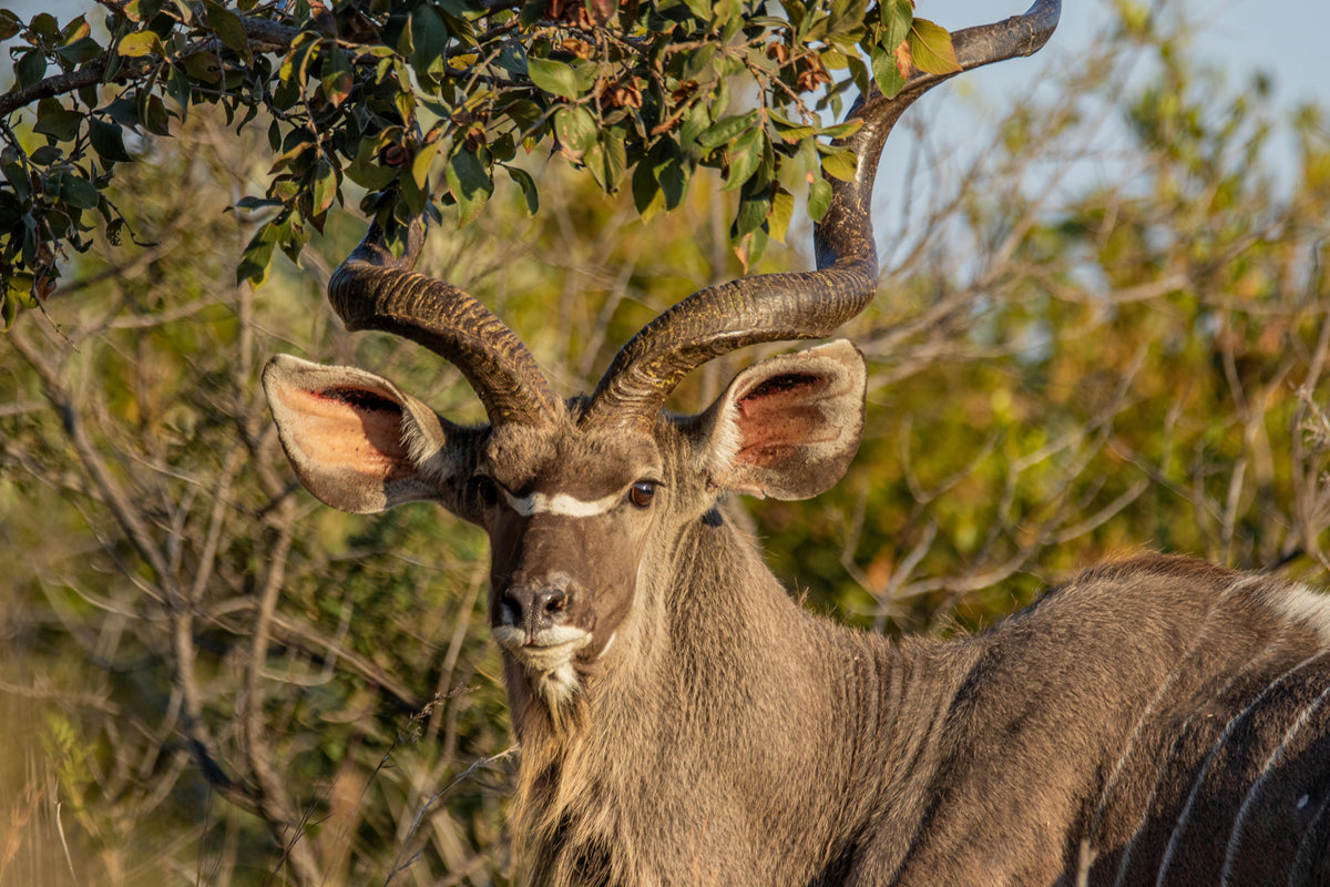 KRUGER SIGNATURE EXPERIENCE