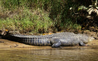 KRUGER SIGNATURE EXPERIENCE
