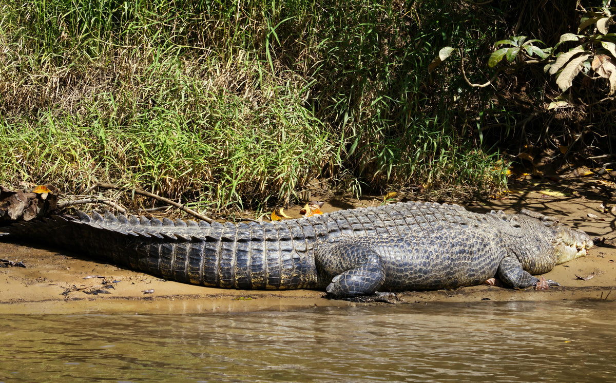 KRUGER SIGNATURE EXPERIENCE