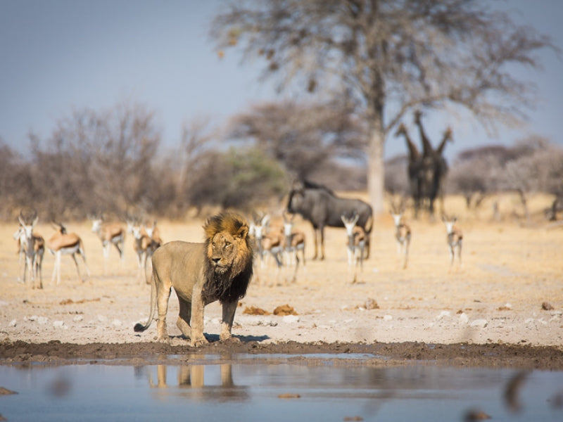 BOTSWANA SIGNATURE SAFARI