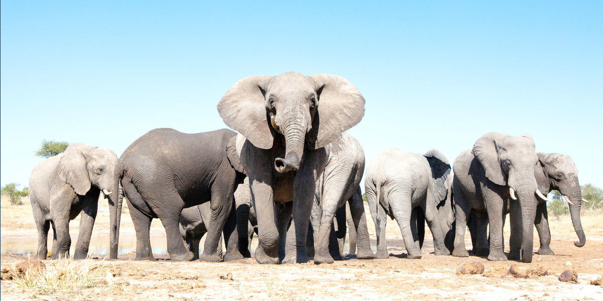 BOTSWANA SIGNATURE SAFARI