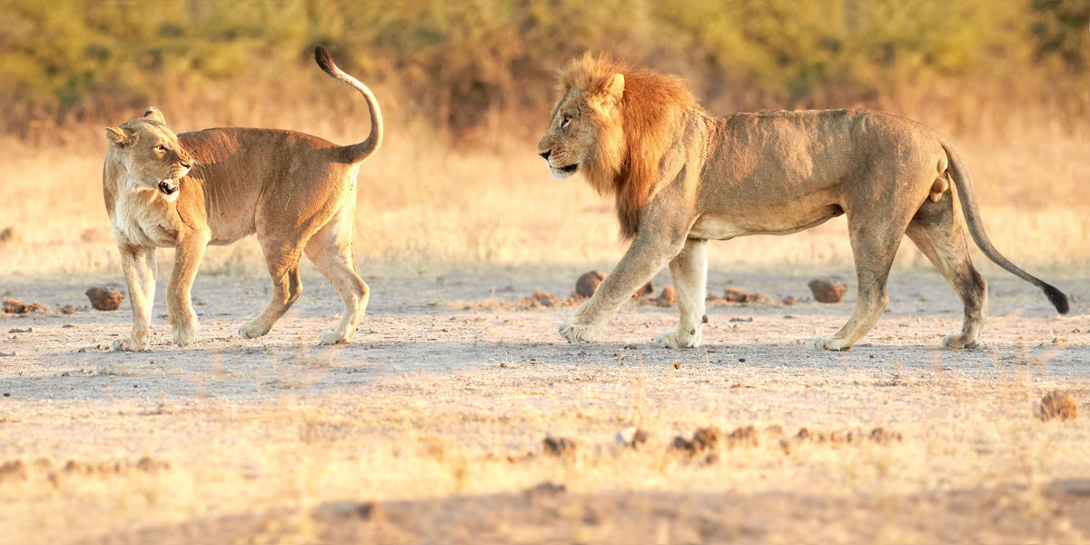 BOTSWANA SIGNATURE SAFARI