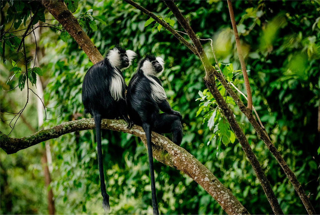 UGANDA GORILLA & WILDLIFE SAFARI