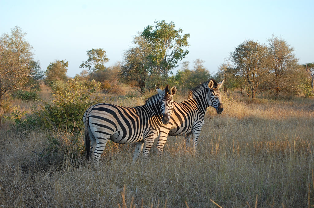 KRUGER & MOZAMBIQUE SAFARI AND BEACH ESCAPE