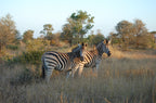 KRUGER & MOZAMBIQUE SAFARI AND BEACH ESCAPE