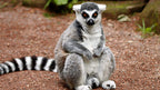 MADAGASCAR RAINFOREST & ISLAND DISCOVERY