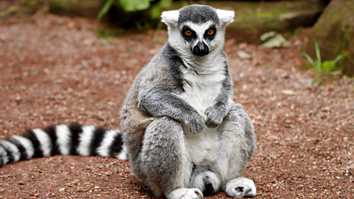 MADAGASCAR RAINFOREST & ISLAND DISCOVERY