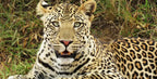 UGANDA GORILLA & WILDLIFE SAFARI