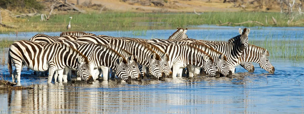 BOTSWANA SIGNATURE SAFARI