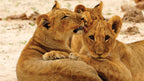 VICTORIA FALLS & HWANGE SAFARI