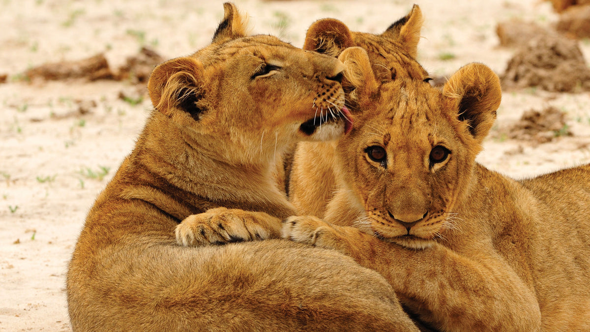 VICTORIA FALLS & HWANGE SAFARI