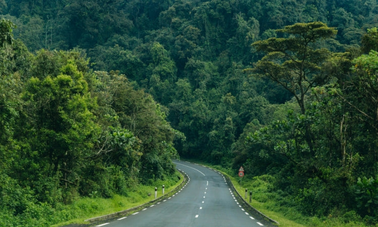 RWANDA GORILLA & RAINFOREST SAFARI