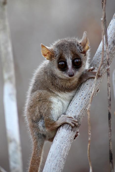 MADAGASCAR DIVING AND WILDLIFE ADVENTURE