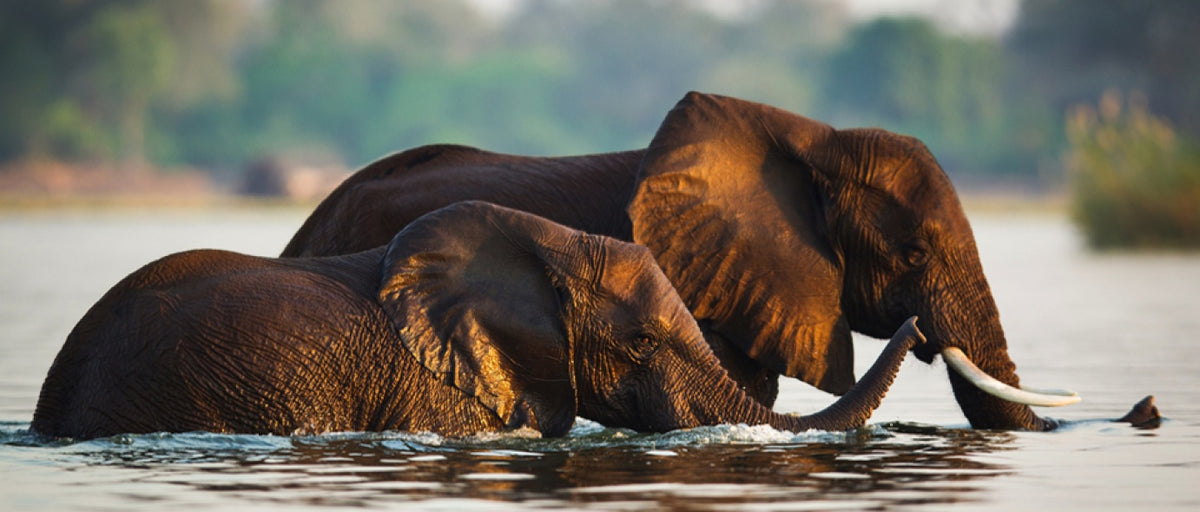 ZAMBEZI & LUANGWA SIGNATURE SAFARI