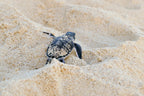 MADAGASCAR ISLAND HOPPING  ESCAPE