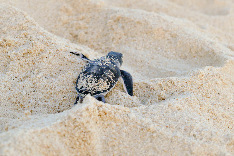 MADAGASCAR ISLAND HOPPING  ESCAPE