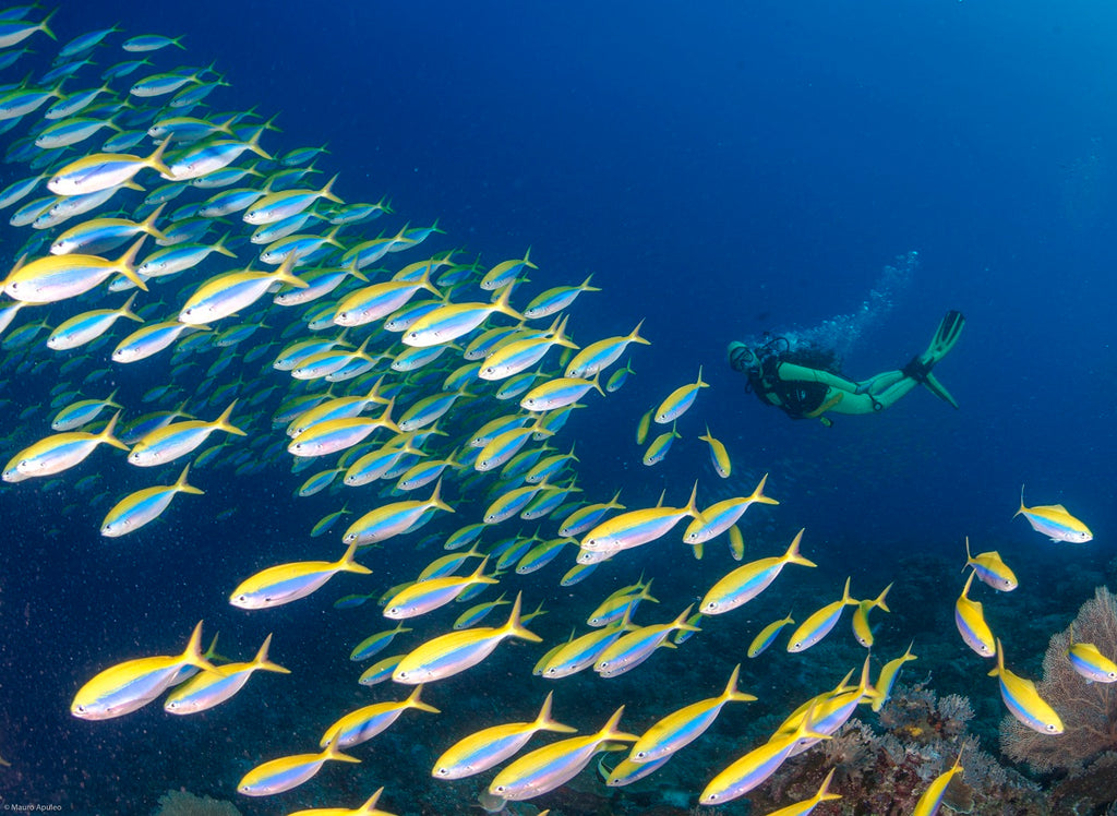 MADAGASCAR DIVING AND WILDLIFE ADVENTURE